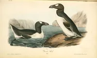 Picture 468 of 503 from The birds of America, from drawings made in the United States and their territories. By John James Audubon (1840), leaf 471