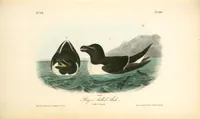 Picture 469 of 503 from The birds of America, from drawings made in the United States and their territories. By John James Audubon (1840), leaf 472