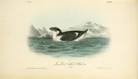 Picture 471 of 503 from The birds of America, from drawings made in the United States and their territories. By John James Audubon (1840), leaf 474