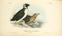 Picture 473 of 503 from The birds of America, from drawings made in the United States and their territories. By John James Audubon (1840), leaf 476