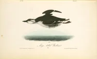 Picture 475 of 503 from The birds of America, from drawings made in the United States and their territories. By John James Audubon (1840), leaf 478