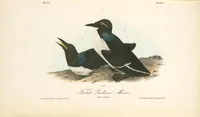 Picture 476 of 503 from The birds of America, from drawings made in the United States and their territories. By John James Audubon (1840), leaf 479