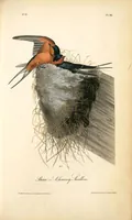 Picture 48 of 503 from The birds of America, from drawings made in the United States and their territories. By John James Audubon (1840), leaf 48