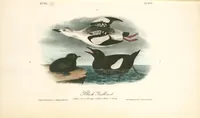 Picture 477 of 503 from The birds of America, from drawings made in the United States and their territories. By John James Audubon (1840), leaf 480