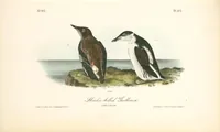 Picture 478 of 503 from The birds of America, from drawings made in the United States and their territories. By John James Audubon (1840), leaf 481