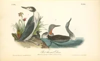 Picture 481 of 503 from The birds of America, from drawings made in the United States and their territories. By John James Audubon (1840), leaf 484