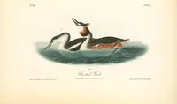 Picture 482 of 503 from The birds of America, from drawings made in the United States and their territories. By John James Audubon (1840), leaf 485