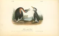 Picture 483 of 503 from The birds of America, from drawings made in the United States and their territories. By John James Audubon (1840), leaf 486