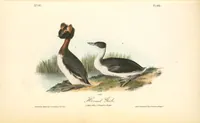 Picture 484 of 503 from The birds of America, from drawings made in the United States and their territories. By John James Audubon (1840), leaf 487