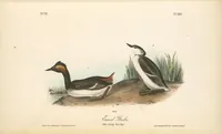 Picture 485 of 503 from The birds of America, from drawings made in the United States and their territories. By John James Audubon (1840), leaf 488
