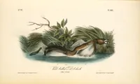 Picture 486 of 503 from The birds of America, from drawings made in the United States and their territories. By John James Audubon (1840), leaf 489
