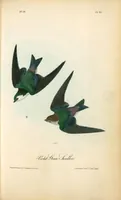 Picture 49 of 503 from The birds of America, from drawings made in the United States and their territories. By John James Audubon (1840), leaf 49