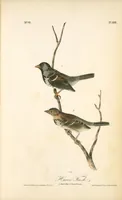 Picture 487 of 503 from The birds of America, from drawings made in the United States and their territories. By John James Audubon (1840), leaf 490