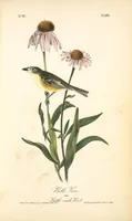 Picture 488 of 503 from The birds of America, from drawings made in the United States and their territories. By John James Audubon (1840), leaf 491