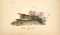 Picture 489 of 503 from The birds of America, from drawings made in the United States and their territories. By John James Audubon (1840), leaf 492
