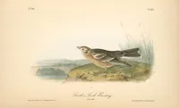 Picture 490 of 503 from The birds of America, from drawings made in the United States and their territories. By John James Audubon (1840), leaf 493