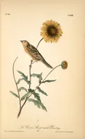 Picture 491 of 503 from The birds of America, from drawings made in the United States and their territories. By John James Audubon (1840), leaf 494