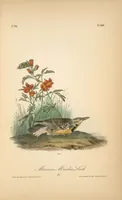 Picture 492 of 503 from The birds of America, from drawings made in the United States and their territories. By John James Audubon (1840), leaf 495