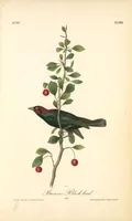 Picture 495 of 503 from The birds of America, from drawings made in the United States and their territories. By John James Audubon (1840), leaf 498