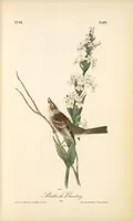 Picture 496 of 503 from The birds of America, from drawings made in the United States and their territories. By John James Audubon (1840), leaf 499