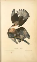 Picture 5 of 503 from The birds of America, from drawings made in the United States and their territories. By John James Audubon (1840), leaf 5