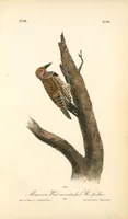 Picture 497 of 503 from The birds of America, from drawings made in the United States and their territories. By John James Audubon (1840), leaf 500