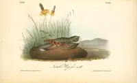 Picture 498 of 503 from The birds of America, from drawings made in the United States and their territories. By John James Audubon (1840), leaf 501