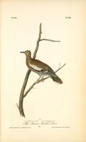 Picture 499 of 503 from The birds of America, from drawings made in the United States and their territories. By John James Audubon (1840), leaf 502