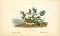 Picture 500 of 503 from The birds of America, from drawings made in the United States and their territories. By John James Audubon (1840), leaf 503