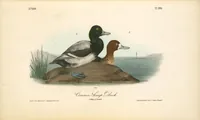 Picture 501 of 503 from The birds of America, from drawings made in the United States and their territories. By John James Audubon (1840), leaf 504