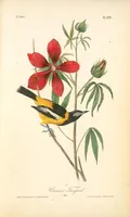 Picture 502 of 503 from The birds of America, from drawings made in the United States and their territories. By John James Audubon (1840), leaf 505