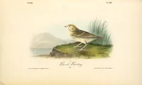 Picture 503 of 503 from The birds of America, from drawings made in the United States and their territories. By John James Audubon (1840), leaf 506