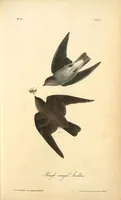 Picture 51 of 503 from The birds of America, from drawings made in the United States and their territories. By John James Audubon (1840), leaf 51