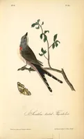 Picture 53 of 503 from The birds of America, from drawings made in the United States and their territories. By John James Audubon (1840), leaf 53