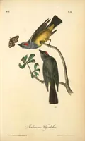 Picture 54 of 503 from The birds of America, from drawings made in the United States and their territories. By John James Audubon (1840), leaf 54