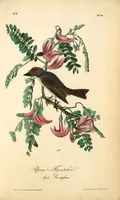 Picture 55 of 503 from The birds of America, from drawings made in the United States and their territories. By John James Audubon (1840), leaf 55
