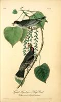 Picture 56 of 503 from The birds of America, from drawings made in the United States and their territories. By John James Audubon (1840), leaf 56