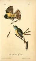 Picture 57 of 503 from The birds of America, from drawings made in the United States and their territories. By John James Audubon (1840), leaf 57