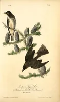 Picture 58 of 503 from The birds of America, from drawings made in the United States and their territories. By John James Audubon (1840), leaf 58