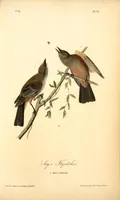 Picture 59 of 503 from The birds of America, from drawings made in the United States and their territories. By John James Audubon (1840), leaf 59