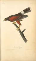 Picture 6 of 503 from The birds of America, from drawings made in the United States and their territories. By John James Audubon (1840), leaf 6