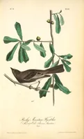 Picture 60 of 503 from The birds of America, from drawings made in the United States and their territories. By John James Audubon (1840), leaf 60