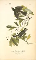 Picture 62 of 503 from The birds of America, from drawings made in the United States and their territories. By John James Audubon (1840), leaf 62