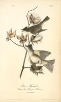 Picture 63 of 503 from The birds of America, from drawings made in the United States and their territories. By John James Audubon (1840), leaf 63