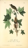 Picture 65 of 503 from The birds of America, from drawings made in the United States and their territories. By John James Audubon (1840), leaf 65