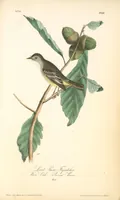 Picture 66 of 503 from The birds of America, from drawings made in the United States and their territories. By John James Audubon (1840), leaf 66