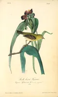 Picture 67 of 503 from The birds of America, from drawings made in the United States and their territories. By John James Audubon (1840), leaf 67