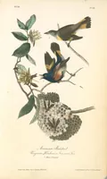 Picture 68 of 503 from The birds of America, from drawings made in the United States and their territories. By John James Audubon (1840), leaf 68