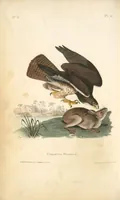 Picture 7 of 503 from The birds of America, from drawings made in the United States and their territories. By John James Audubon (1840), leaf 7