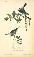 Picture 70 of 503 from The birds of America, from drawings made in the United States and their territories. By John James Audubon (1840), leaf 70